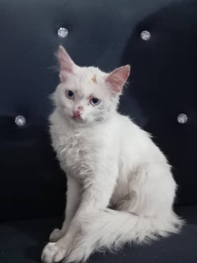 white person cat female blue  eyes