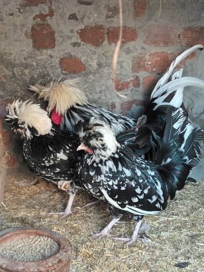 Black Molted Polish Hen