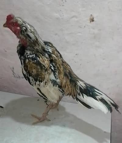 aseel parhy for sale