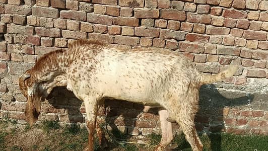 active breeder ha makhi cheena nasal