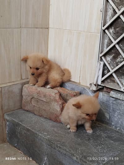 Pomeranian puppies