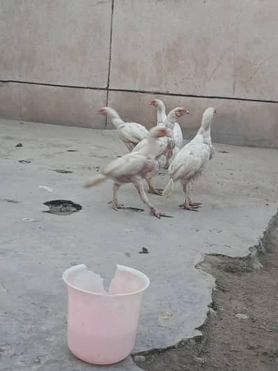 aseel heera chicks 6