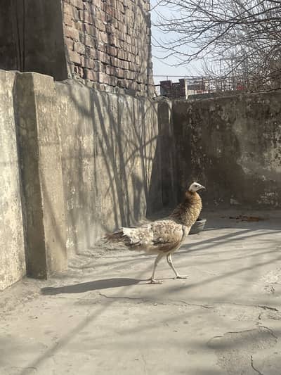 Purple Black Shoulder peacock female