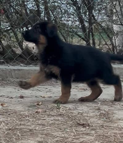 Pedigree German Shepherd Male / Female Puppy, GSD Puppy, Puppies