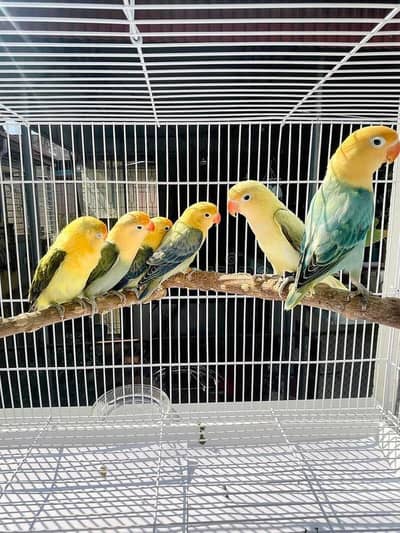 lovebirds, fellow cocktails and bird cages