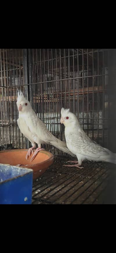 Fellow cocktails and bird cages