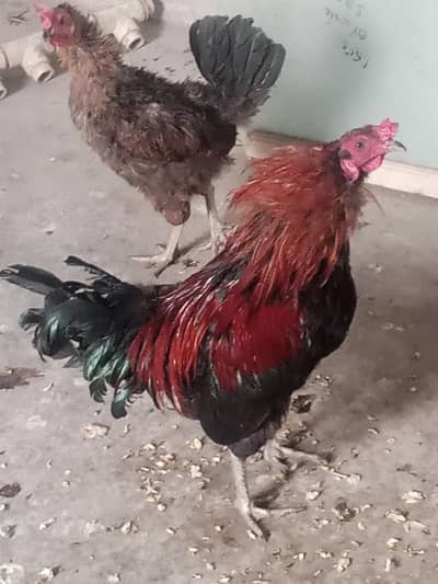egg laying hens rooster  health and active for sale