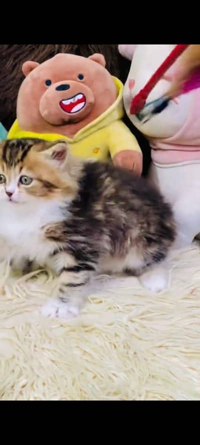 pure persian cats vaccinated triple coated WhatsApp 03317823482