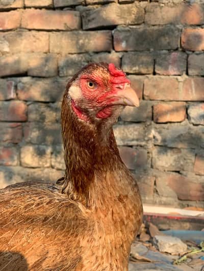 Aseel murgi mian wali