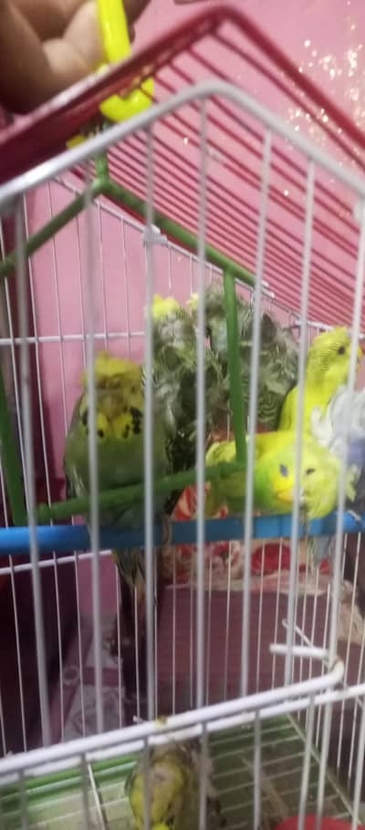 hogo parrots sale