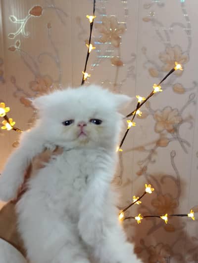 perssion male kitten triple coat pikhi face activate