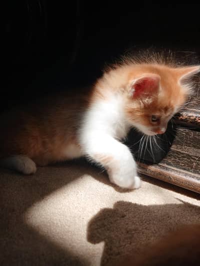 Turkish Angora Male 6 Weeks Kitten