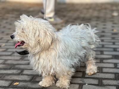 Adorable Poodle Mix & Family Dogs for Loving Homes (Visit & Play!)