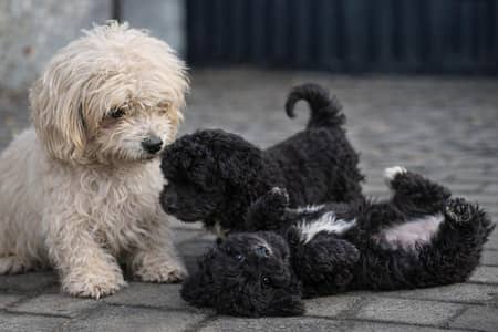 Poodle Dogs and Puppies