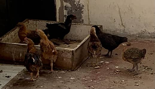 8 Misri Golden Chicks for SALE