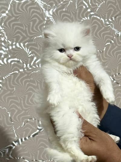 high Quality kittens