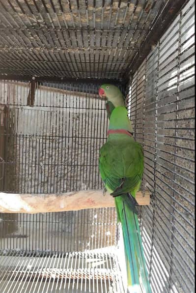 Kashmiri raw parrot hand train connect number 0319==7676==623