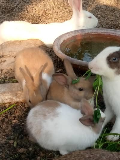 Rabbits baby's ready for sale