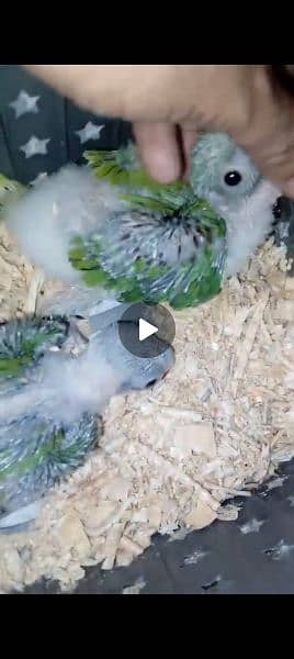 raw parrot 2 chicks hai