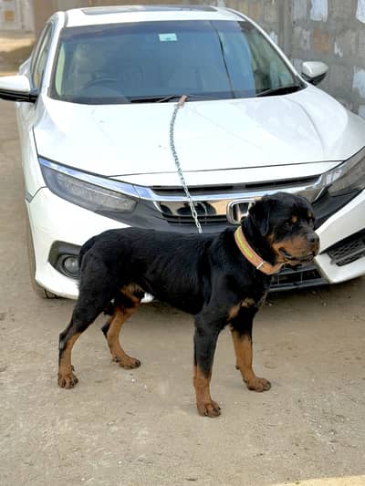 High Class Rottwiler Exchange Possible