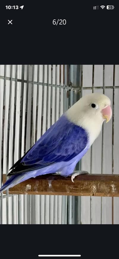 Breeder pair Love birds