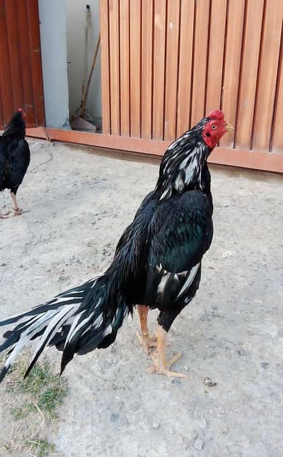 number par message kro 0317.968. 2115