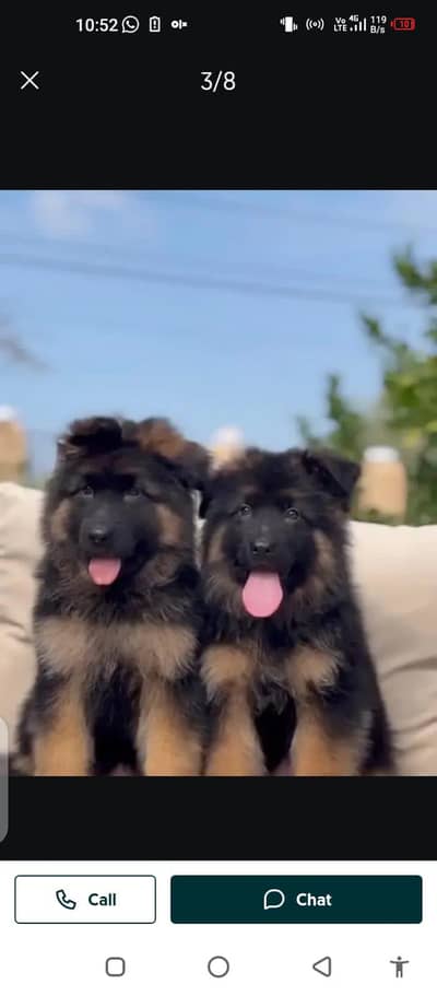 German Shepherd dog for myWhatsApp numbe03229398820r