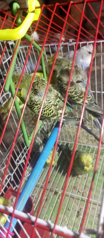 hogo parrots sale