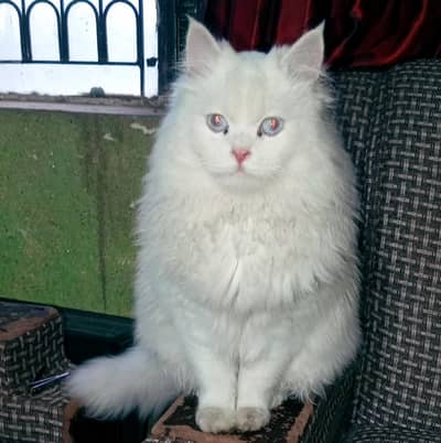 beautiful persian cat