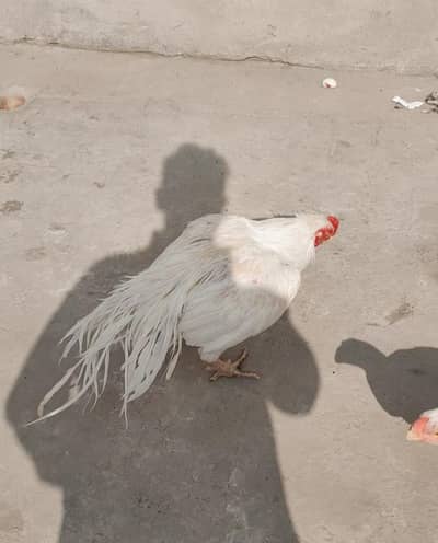 parrot beak long tail