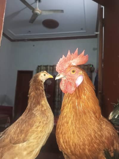 desi hens