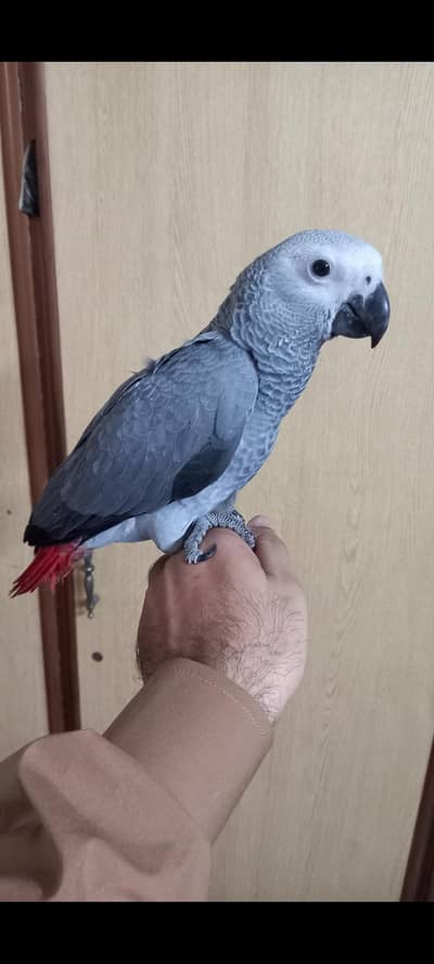 african grey chicks 4 sale 03224000914