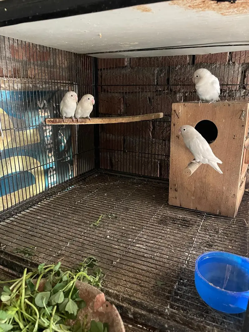 albino red eye love birds