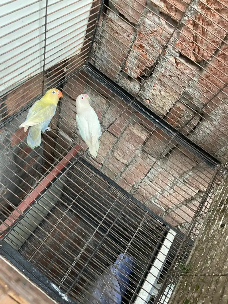 albino red eye love birds — photo 2