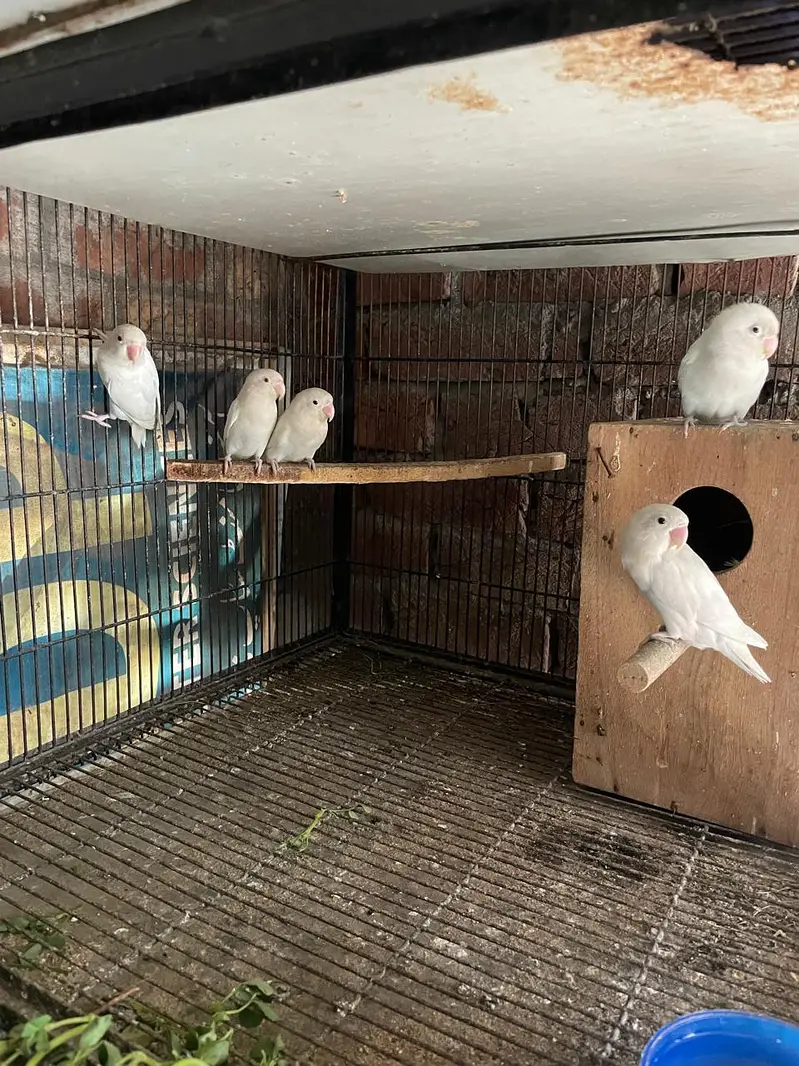 albino red eye love birds — photo 3