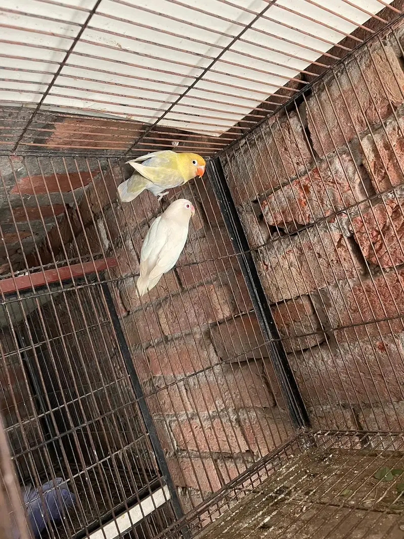 albino red eye love birds — photo 4