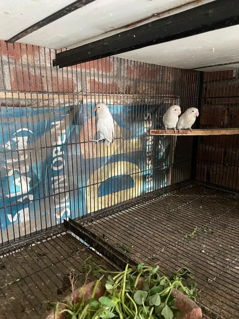 albino red eye love birds — photo 5