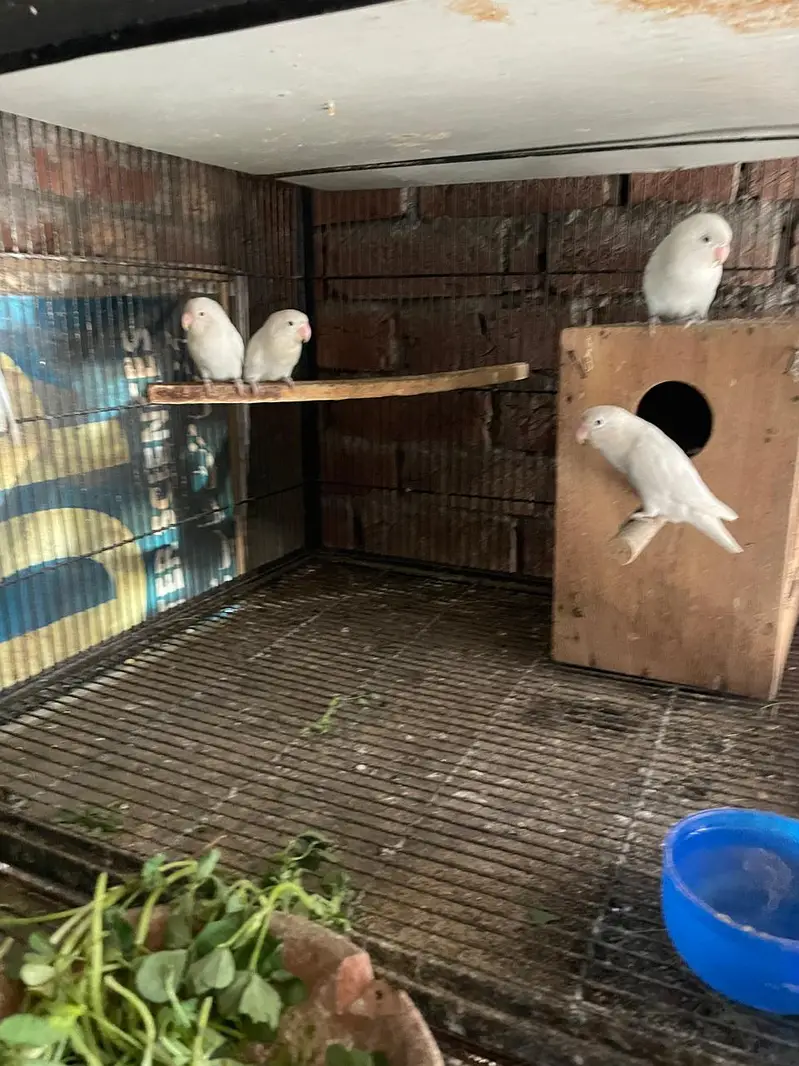albino red eye love birds — photo 6