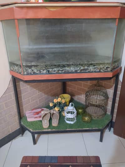 fish aquarium