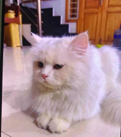 White persion cat male dauble coated blue eyes washroom train