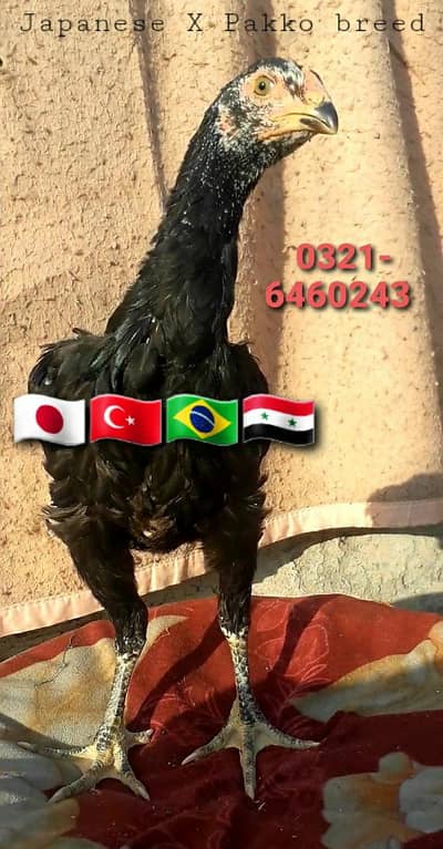 Japanese Shamo X Pakko Female