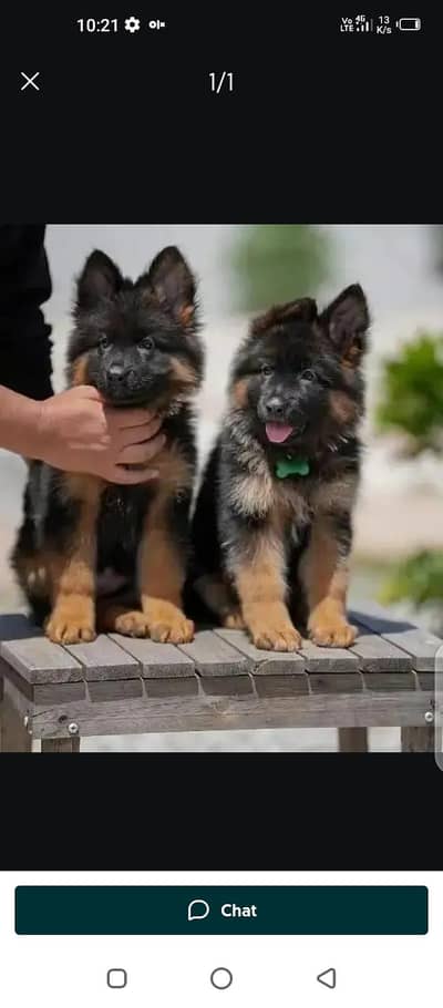 German Shepherd dog for myWhatsApp numbe03229398820r