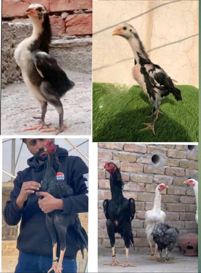 O Shamo chozy | King Shamo | Aseel Shamo | White Shamo| Black Shamo