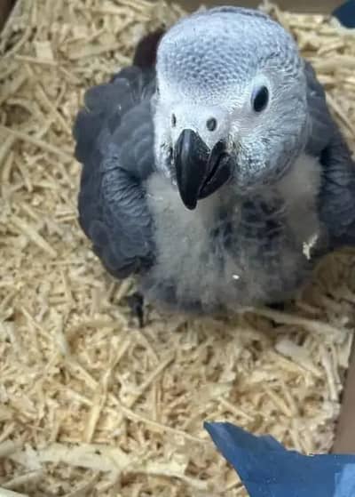 African grey parrot chick for sale (03430822838)
