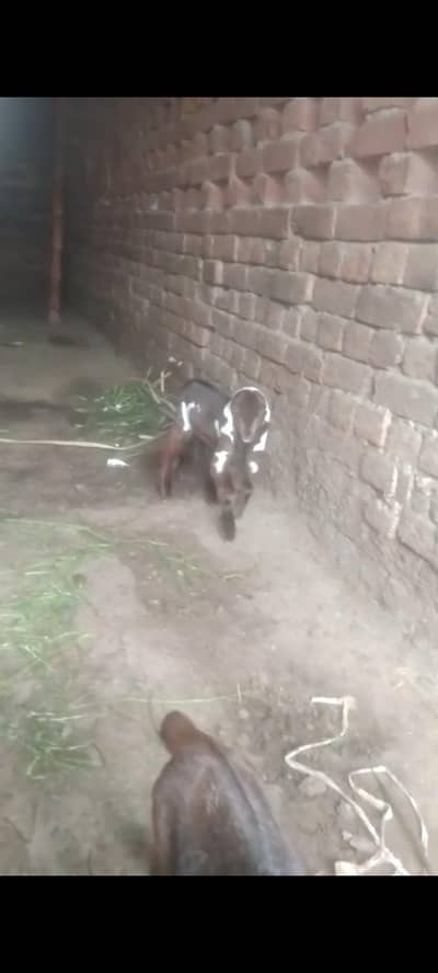 Female Goat | Beetal bakri | Goat | Pregnant Goat