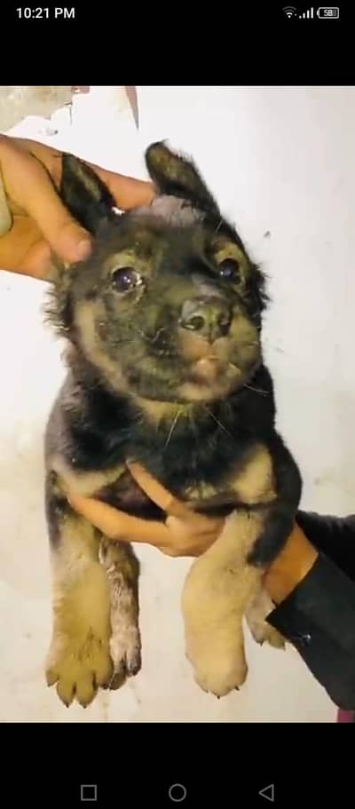 03475981324 message ker details mill jaya gi