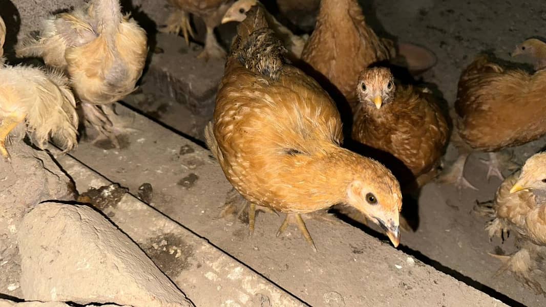 پولٹری lovers کے لیے بہترین موقع! چوزے + مادہ مرغیاں – فوری فروخت 1