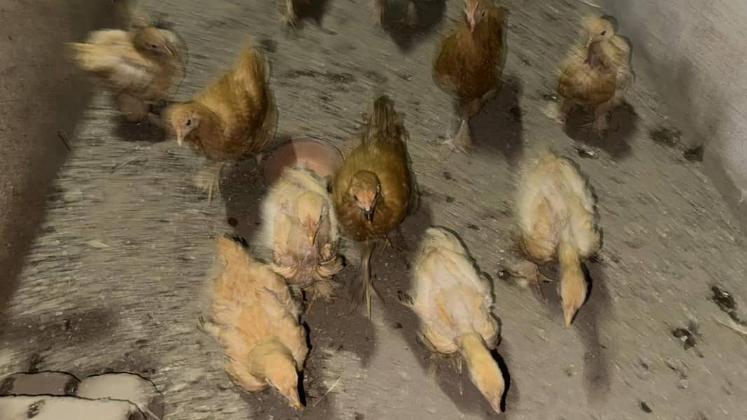 پولٹری lovers کے لیے بہترین موقع! چوزے + مادہ مرغیاں – فوری فروخت 2