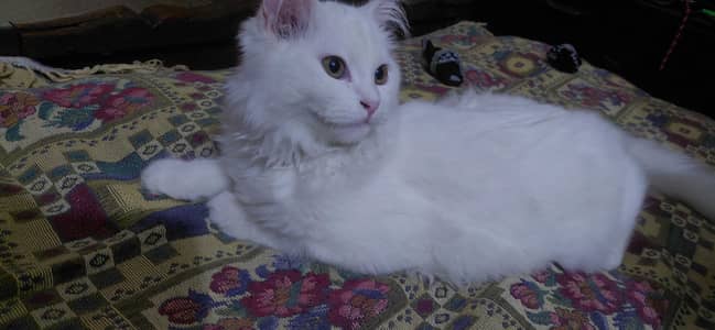 persian cat 3 coat 5 month female