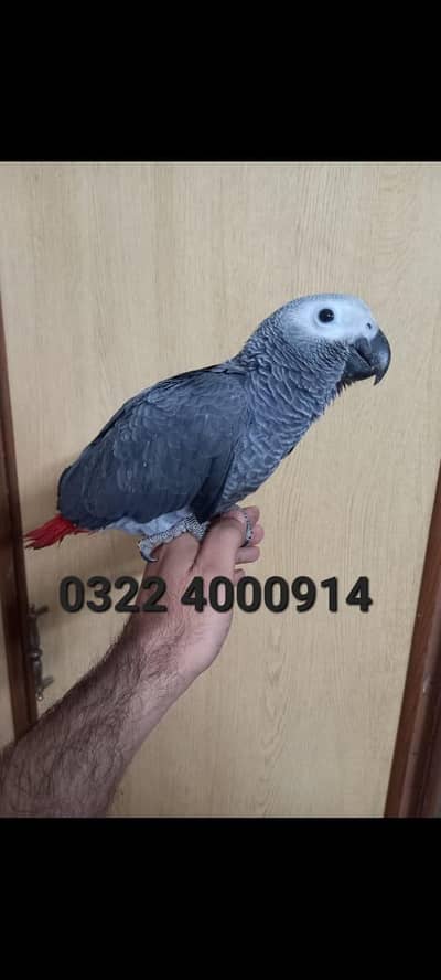 grey parrot chicks available